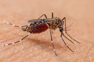 traitement anti moustiques au Benin